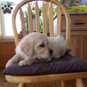 Elsie, English Cream Golden Retriever Puppy