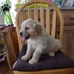 Elsie, English Cream Golden Retriever Puppy