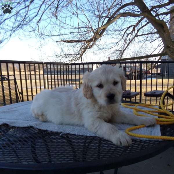 Rufford, English Cream Golden Retriever Puppy