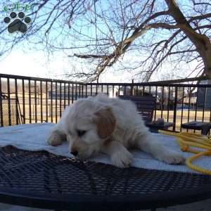 Rufford, English Cream Golden Retriever Puppy