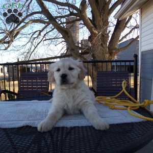 Rufford, English Cream Golden Retriever Puppy