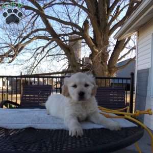 Rufford, English Cream Golden Retriever Puppy