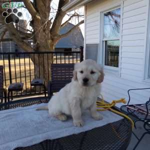 Rufford, English Cream Golden Retriever Puppy