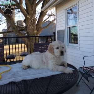 Rufford, English Cream Golden Retriever Puppy