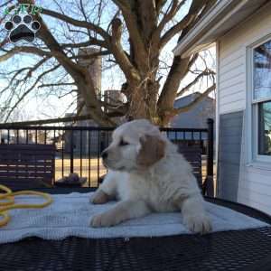 Rufford, English Cream Golden Retriever Puppy