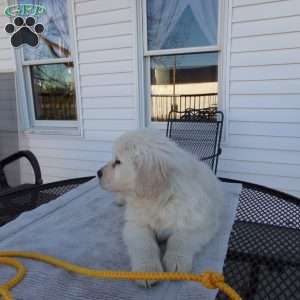 Buddy, English Cream Golden Retriever Puppy