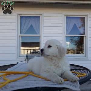 Buddy, English Cream Golden Retriever Puppy