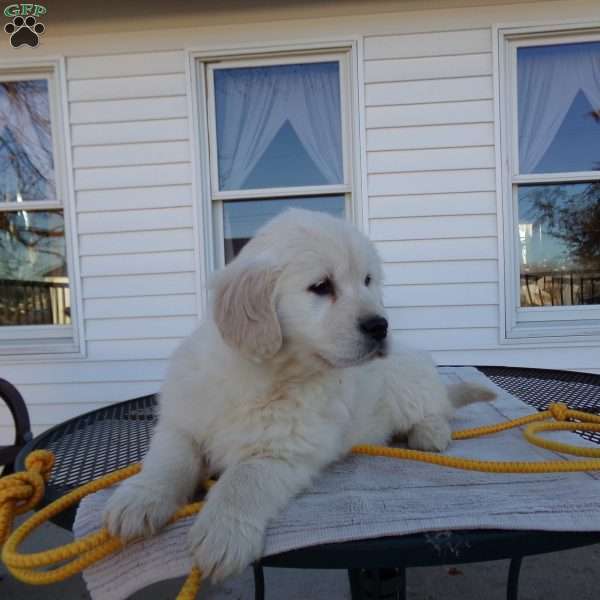 Buddy, English Cream Golden Retriever Puppy