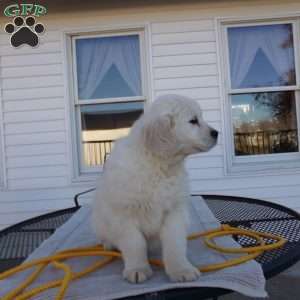 Buddy, English Cream Golden Retriever Puppy