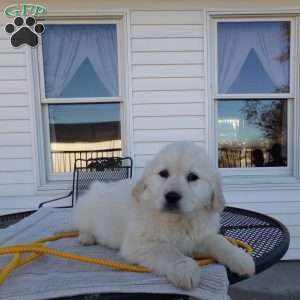 Buddy, English Cream Golden Retriever Puppy