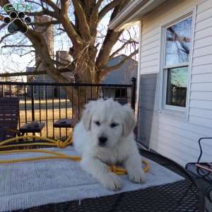 Ellie, English Cream Golden Retriever Puppy