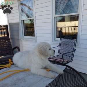 Ellie, English Cream Golden Retriever Puppy