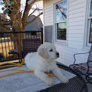 Ellie, English Cream Golden Retriever Puppy