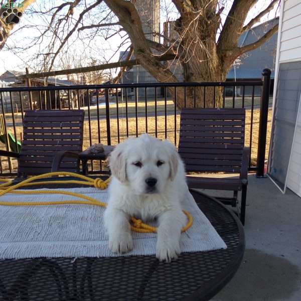 Ellie, English Cream Golden Retriever Puppy