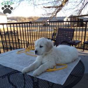 Ellie, English Cream Golden Retriever Puppy