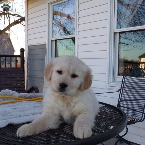 Esther, English Cream Golden Retriever Puppy