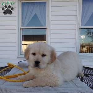 Esther, English Cream Golden Retriever Puppy