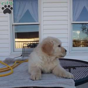 Esther, English Cream Golden Retriever Puppy