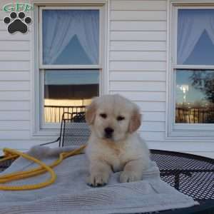 Esther, English Cream Golden Retriever Puppy