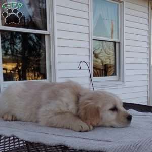 Elsie, English Cream Golden Retriever Puppy