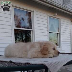 Elsie, English Cream Golden Retriever Puppy