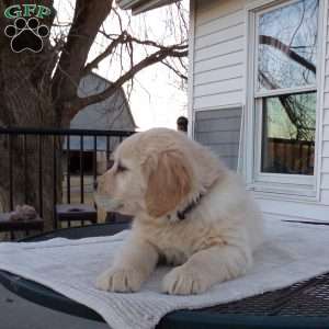 Elsie, English Cream Golden Retriever Puppy