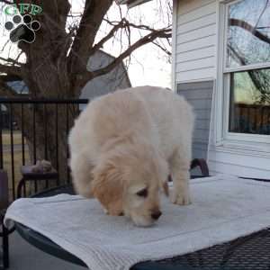 Elsie, English Cream Golden Retriever Puppy