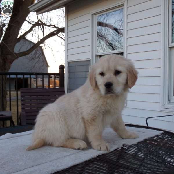 Elsie, English Cream Golden Retriever Puppy