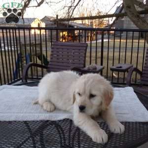 Elsie, English Cream Golden Retriever Puppy