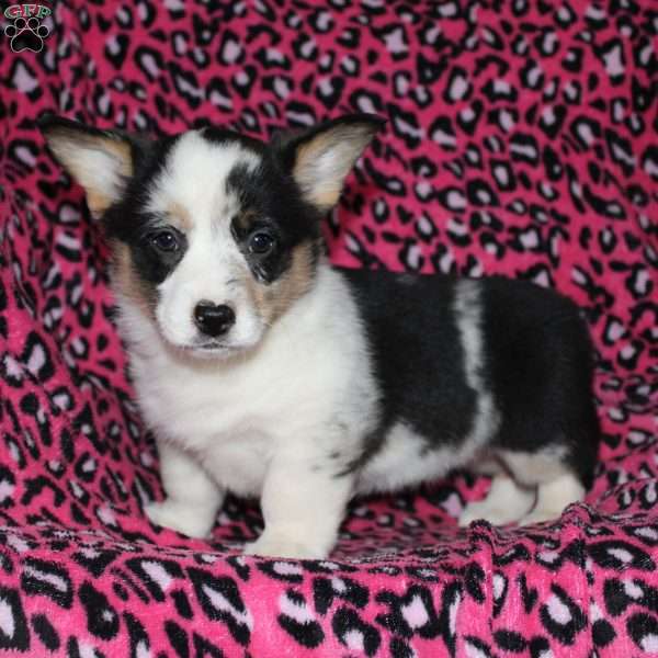 Puff, Pembroke Welsh Corgi Puppy