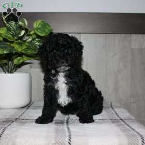 Molly, Miniature Poodle Puppy