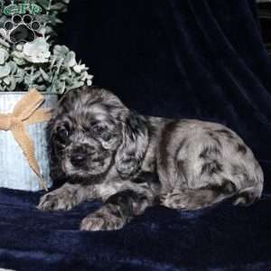 Lacey, Cocker Spaniel Puppy