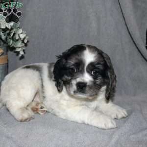 Lucas, Cocker Spaniel Puppy