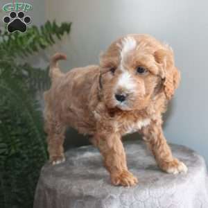 Janey, Mini Aussiedoodle Puppy