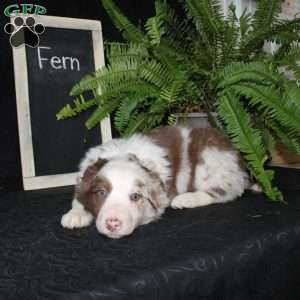 Fern, Border Collie Puppy