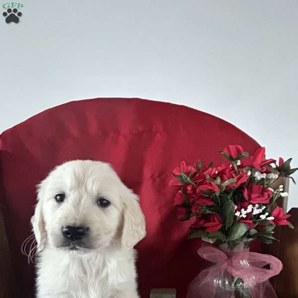 Charlie, English Cream Golden Retriever Puppy