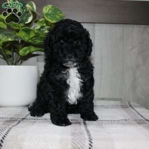 Molly, Miniature Poodle Puppy