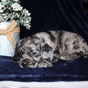 Lacey, Cocker Spaniel Puppy