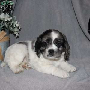 Lucas, Cocker Spaniel Puppy