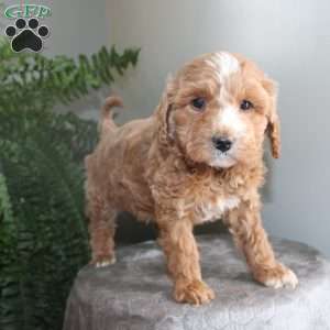 Janey, Mini Aussiedoodle Puppy