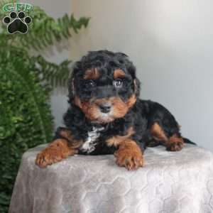 Julie, Mini Aussiedoodle Puppy