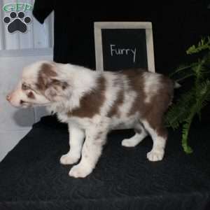 Furry, Border Collie Puppy