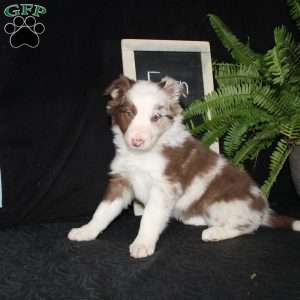 Fern, Border Collie Puppy