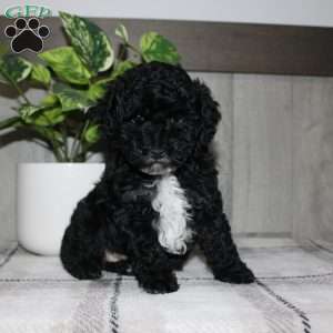 Molly, Miniature Poodle Puppy