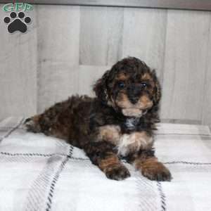 Jolly, Miniature Poodle Puppy