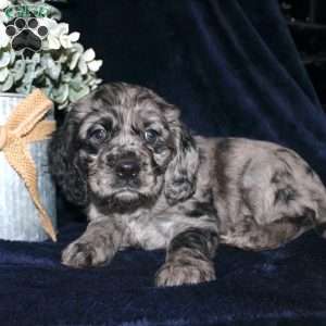 Lacey, Cocker Spaniel Puppy