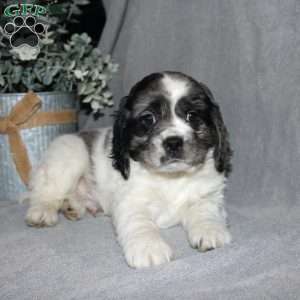 Lucas, Cocker Spaniel Puppy