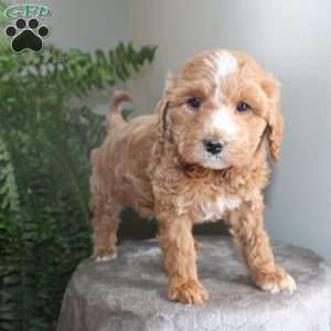 Janey, Mini Aussiedoodle Puppy