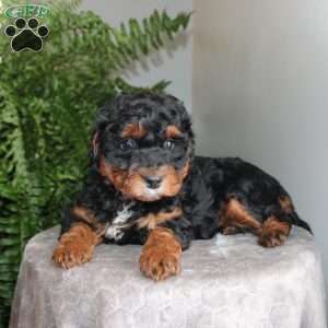 Julie, Mini Aussiedoodle Puppy