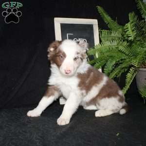 Fern, Border Collie Puppy